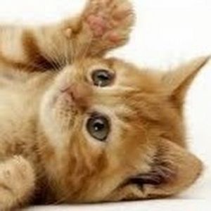 Meet your Posher, Sweeta